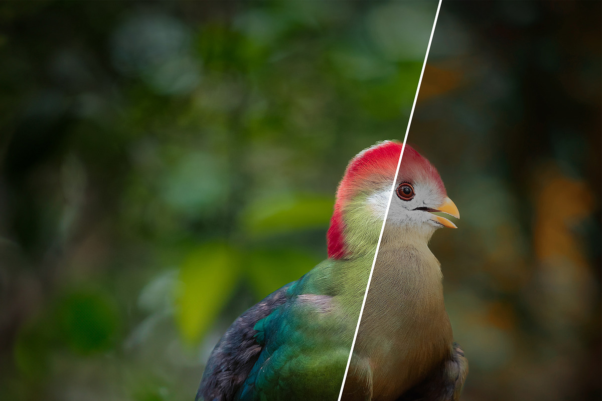 Matte Photoshop Actions, an Action Add-On by Viktor Gjokaj (Photo 4 of 7)