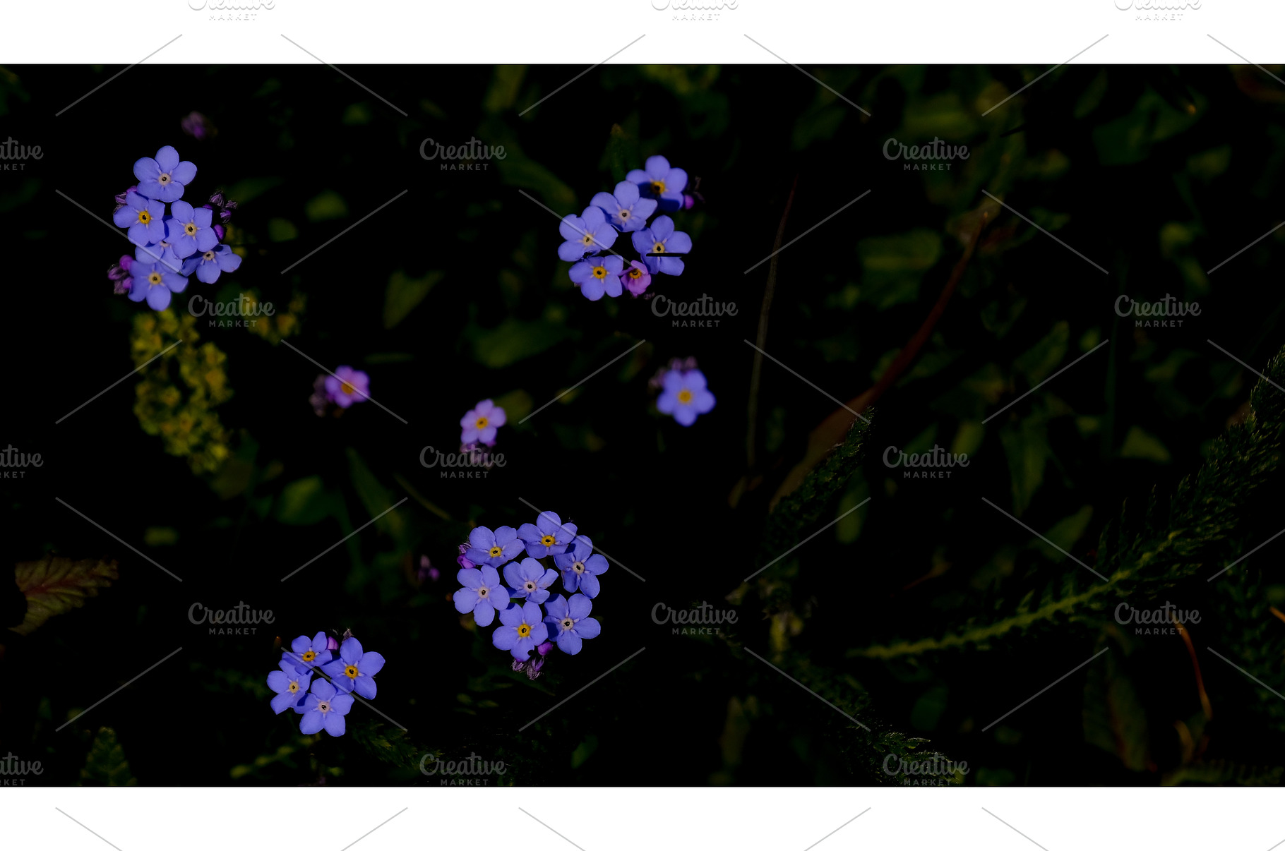 Forget-me-nots, myosotis sylvatica, a Nature Photo by reisegraf.ch