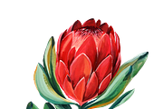 Watercolor King Protea, a Decorative Illustration by Karliefie (Thumbnail 5 of 5)