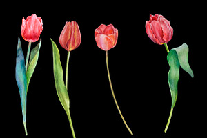 Watercolor Red And Yellow Tulips