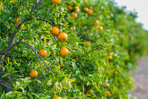 Oranges containing valencia, valencia orange, and agriculture