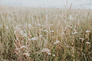 Prairie Field, a Nature Photo by Wild Wander Collective (Thumbnail 2 of 2)