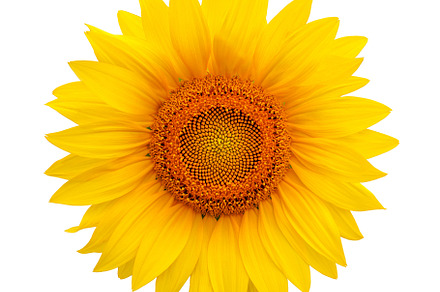 Sunflower isolated on white stock photo containing sunflower and agriculture