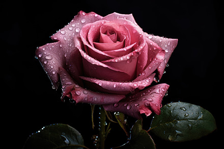 Beautiful pink rose with water drops, a Photo by Iftikhar Alam