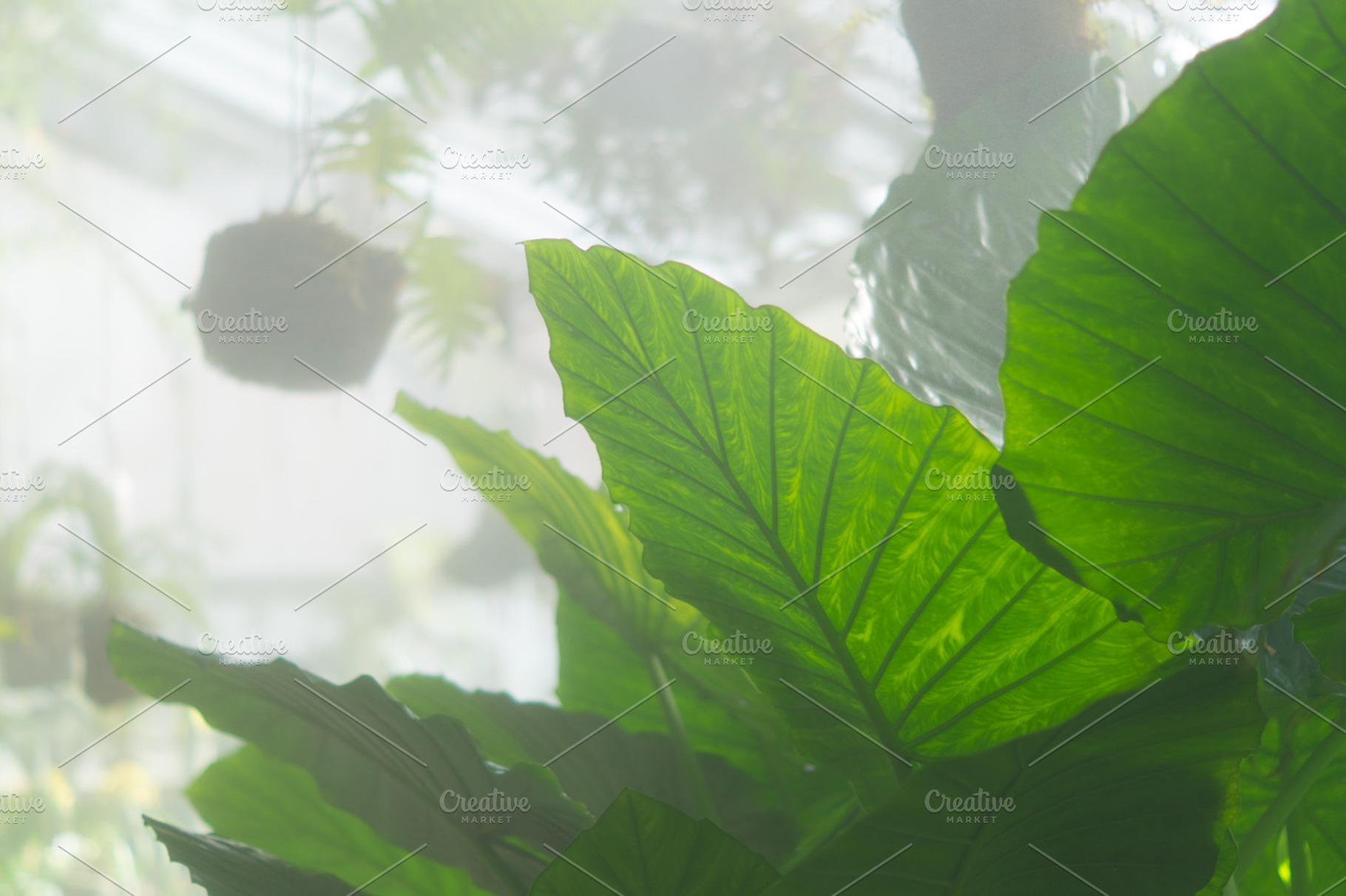 Tropical plants inside greenhouse featuring wallpaper, plants, and green, a Nature Photo by bluevan