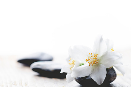 Jasmine flower on spa stones, a Beauty & Fashion Photo by hitdelight
