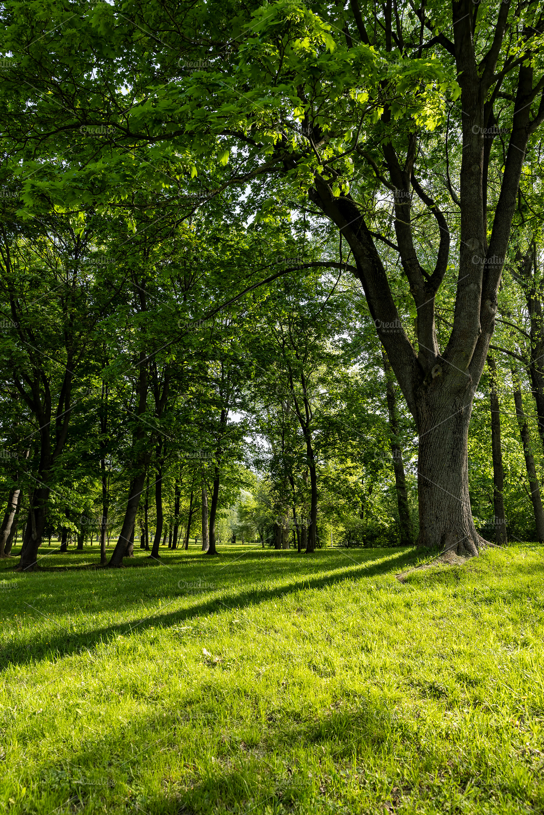 deciduous maple trees and other trees in the park in sunny weather, landscape, a Photo by rsoollAI