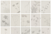 Diaphane - Blurry Floral Backgrounds, a Background Graphic by alonahaidash (Thumbnail 12 of 16)