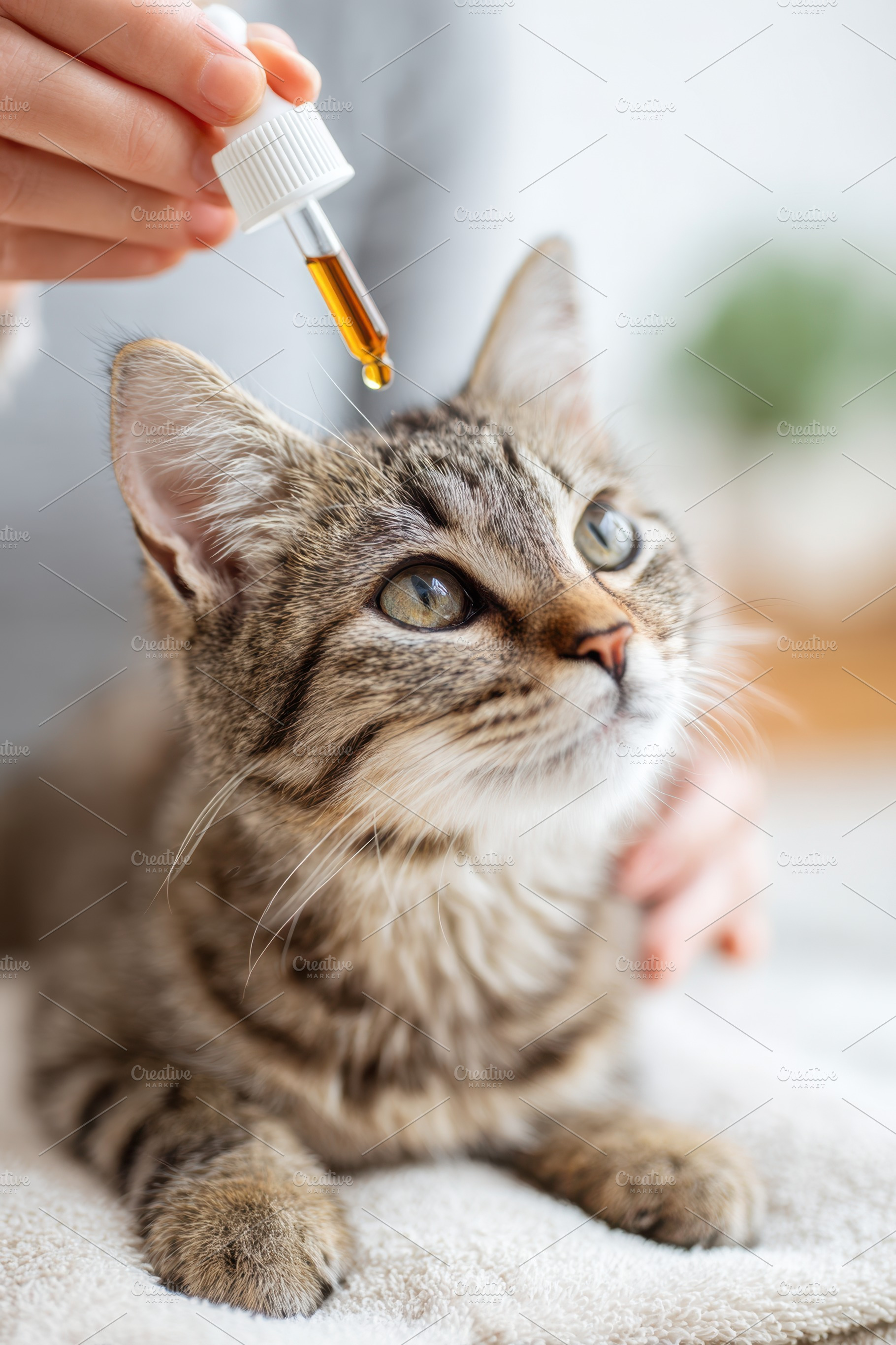 Administering medicine to a cat with a dropper, an Animal Photo by AlyaAnd