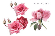 Summer Flowers, a Decorative Illustration by ollalya (Thumbnail 4 of 4)