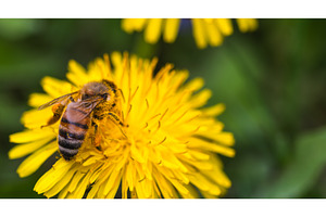 Honey bee covered with yellow pollen, an Animal Photo by MadPhotos