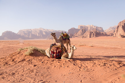 Wadi Rum Camels