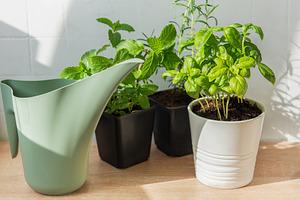 Fresh herbs growing indoors with watering can, a Nature Photo by Olena Rudo