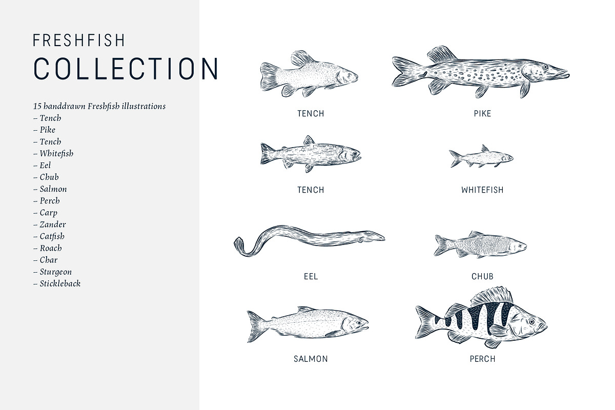 The Freshwater Fish Collection, an Animal Illustration by dicreate (Photo 3 of 6)
