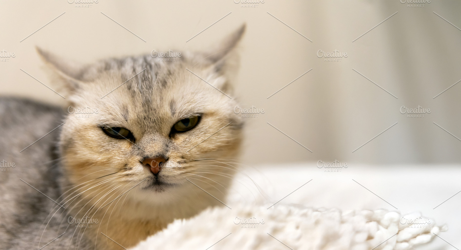 Close-up of a silver tabby cat lying on a soft white blanket, wi, an Animal Photo by Ales Munt