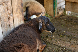 A dark sheep lies on the floor in a wooden enclosure on a farm., an Animal Photo by ndanko