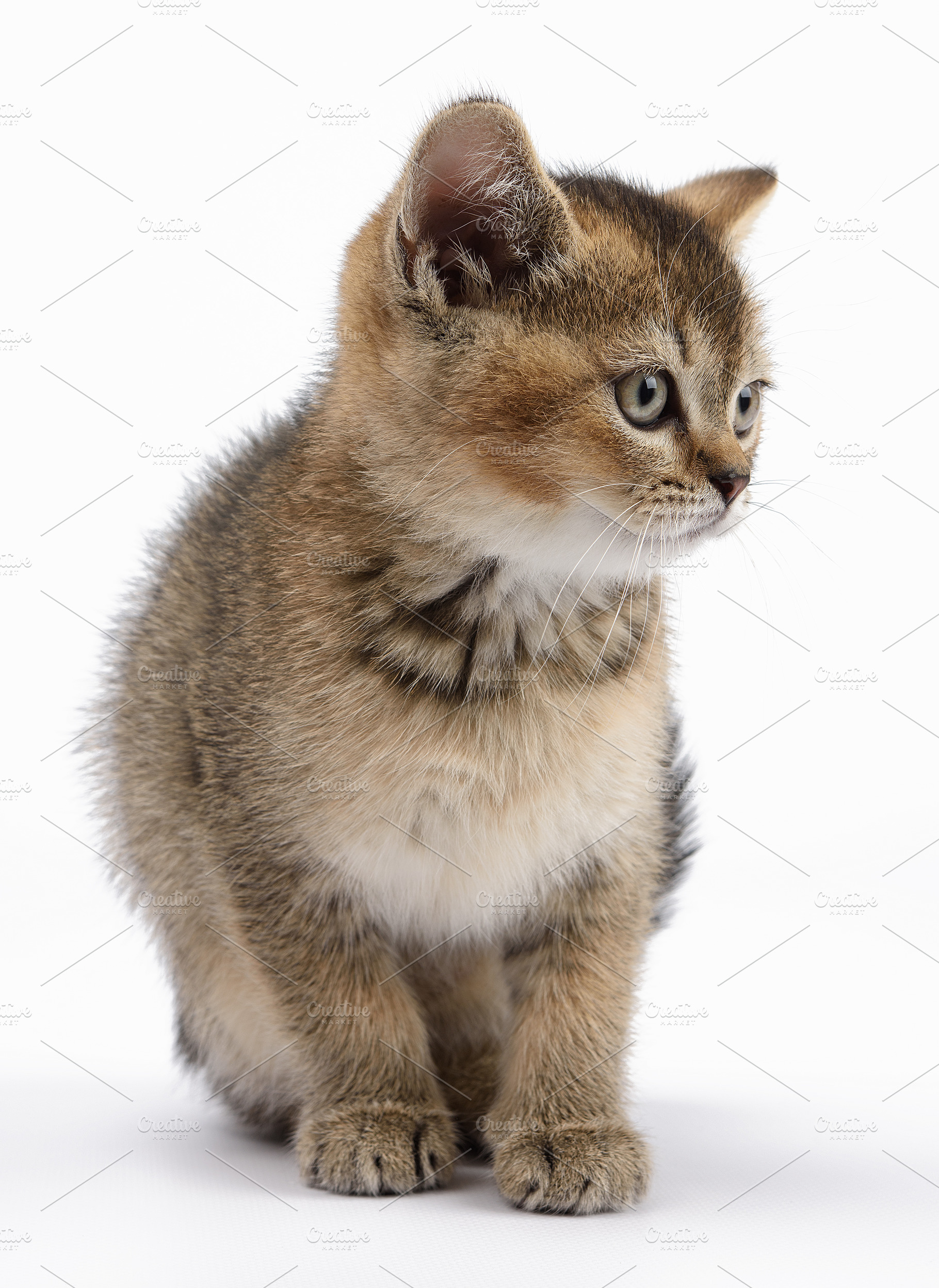 A small, fluffy Scottish Straight kitten with a golden-brown tab, an Animal Photo by ndanko
