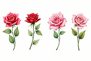 Romantic Watercolor Rose Clipart Set, an Illustration by hafijul (Thumbnail 4 of 12)
