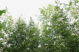 bamboo tree scient. class. Bambusoideae, a Photo by WorldOfPhotos