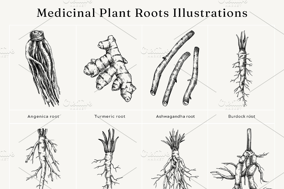 Medicinal Roots Illustrations Set, a Healthcare Illustration by Yevheniia (Photo 10 of 12)