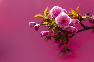 Close-up of blooming pink cherry blossoms and buds on a branch,, a Nature Photo by Ales Munt