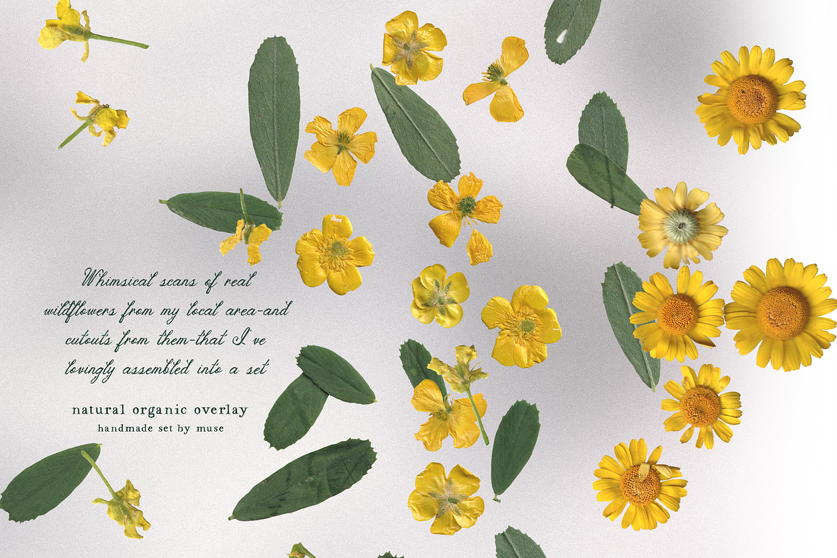The Garden Treasures Floral Overlays, an Object Graphic by Muse Artist (Photo 13 of 14)