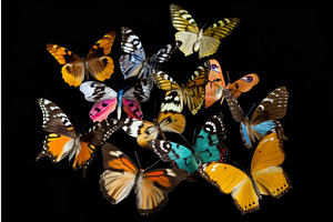 Butterflies On Black Background