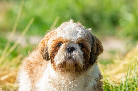 Front innocent face of young Shih Tz, an Animal Photo by AlexBush