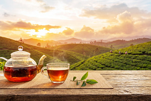 Teapot and teacup on a plantation, a Food & Drink Photo by Volff