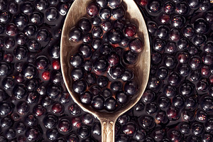 Fresh black elderberries on a metal spoon - preparation of antiv