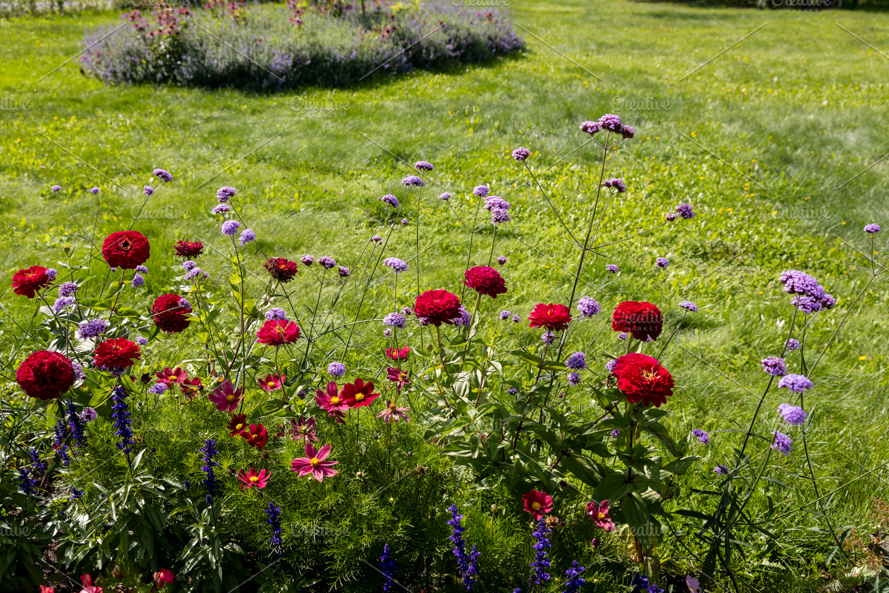 Summer Garden Bloom: Vibrant Red, a Nature Photo by Imaginarium