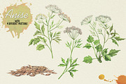 North American Herbs, a Food Illustration by Graphobia (Thumbnail 2 of 21)