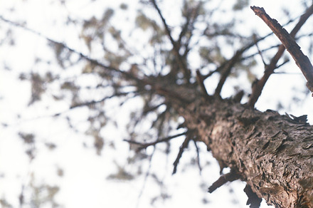 Pine tree