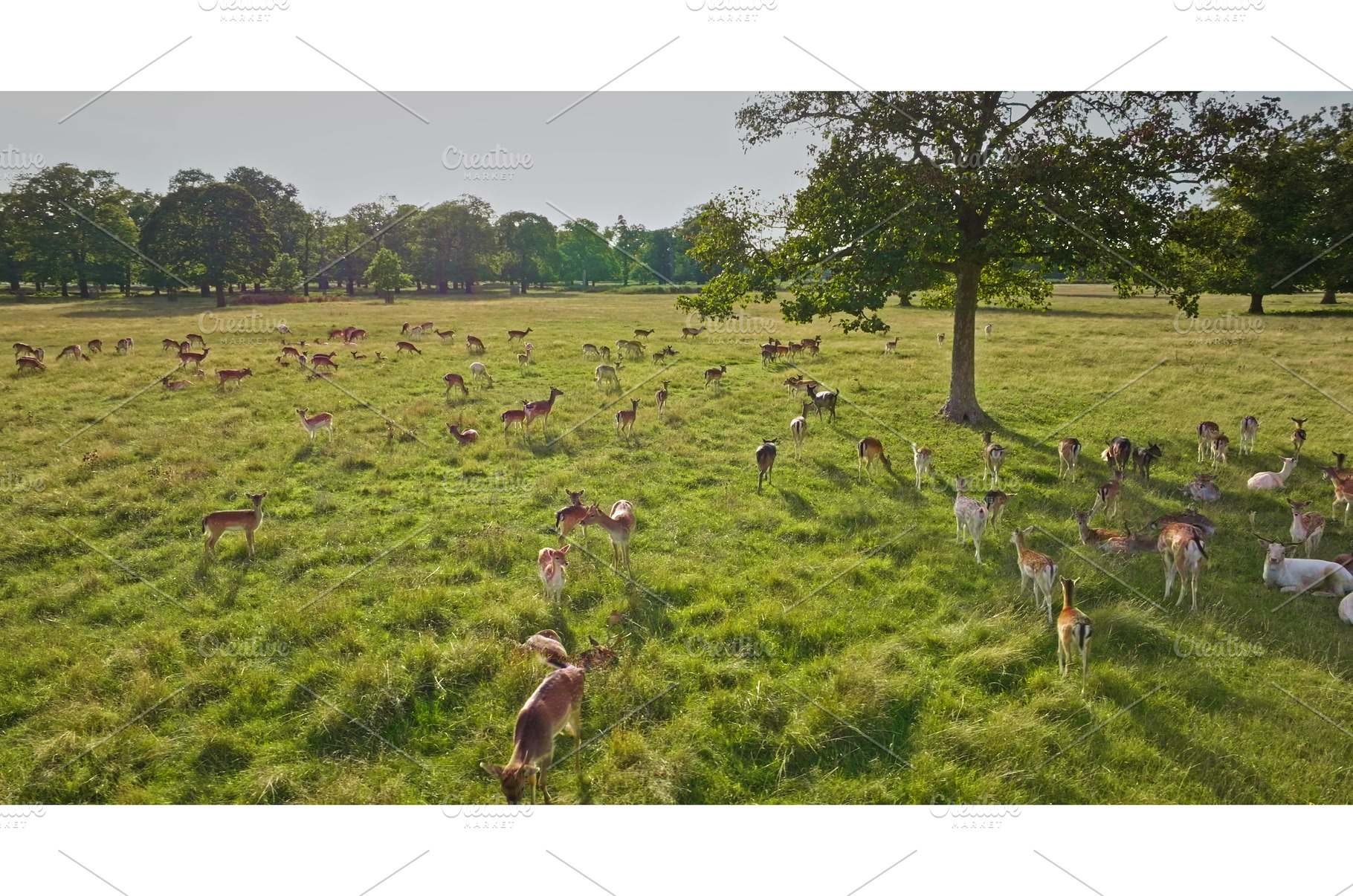 Majestic Herd of Deer Grazing in, an Animal Photo by Goinyk