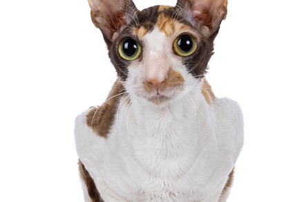 Cornish Rex cat on white background, an Animal Photo by Cat'chy Images by Nynke