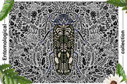 Entomological collection insect, a Decorative Illustration by Moonflora (Thumbnail 12 of 13)