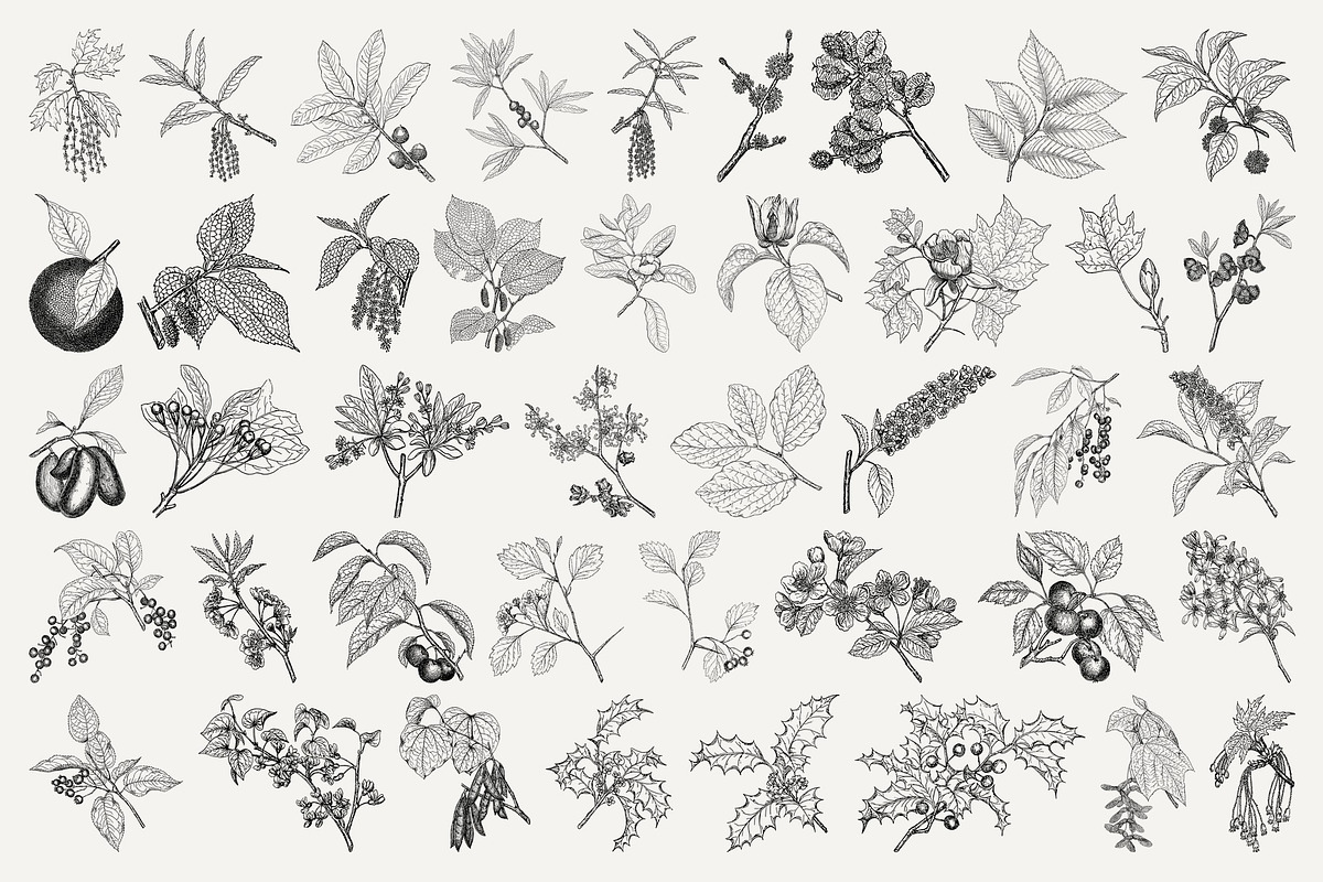 Vintage Leaf & Branch Illustrations, a Decorative Illustration by Century Library (Photo 6 of 9)