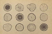 Tree trunk cross section., an Object Graphic by DOBROGRAPH (Thumbnail 2 of 7)