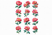 Watercolor Peony Clipart PNG, an Illustration by Libby Wishes (Thumbnail 3 of 5)