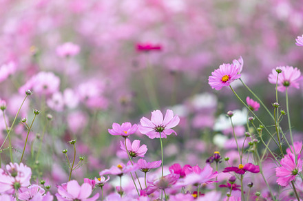 cosmos flowers field and copy space, a Nature Photo by Lady-Vintage