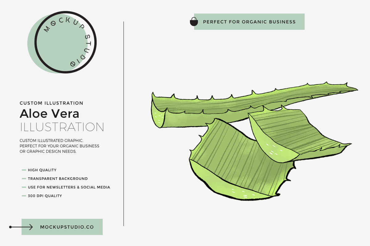 Aloe Vera Custom Illustration, an Illustration by Mockup Studio (Photo 1 of 3)