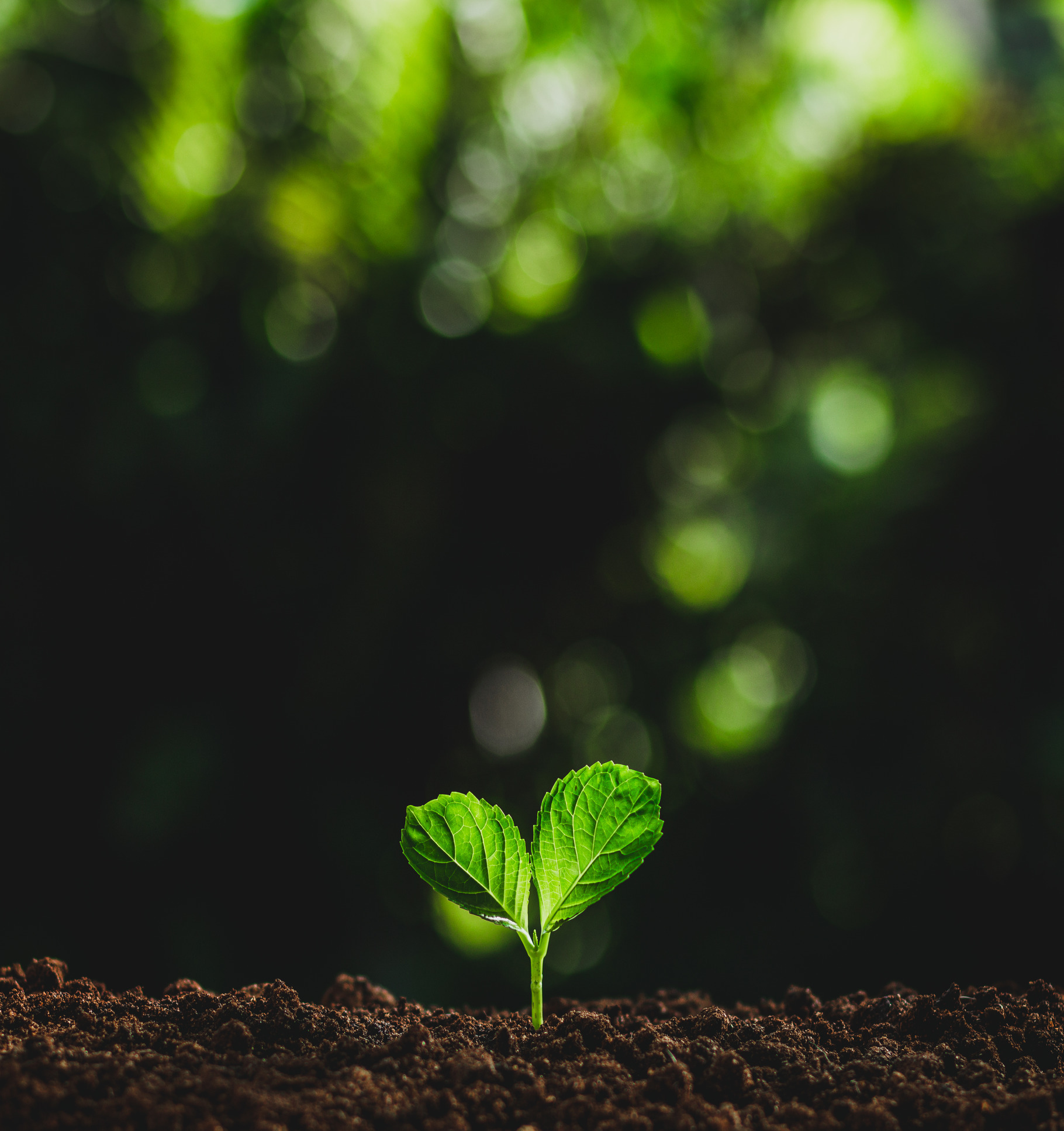 plant tree, a Photo by Art Rachen