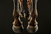 Animal Legs - 49 images, an Animal Photo by Handmadefont (Thumbnail 11 of 13)