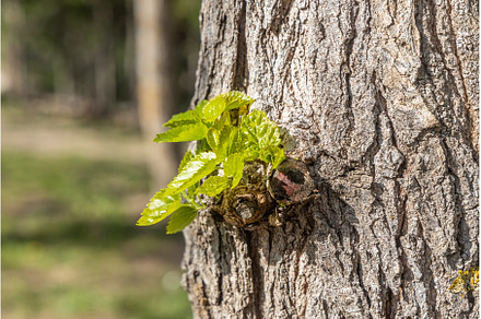 A beautiful mulberry tree with green