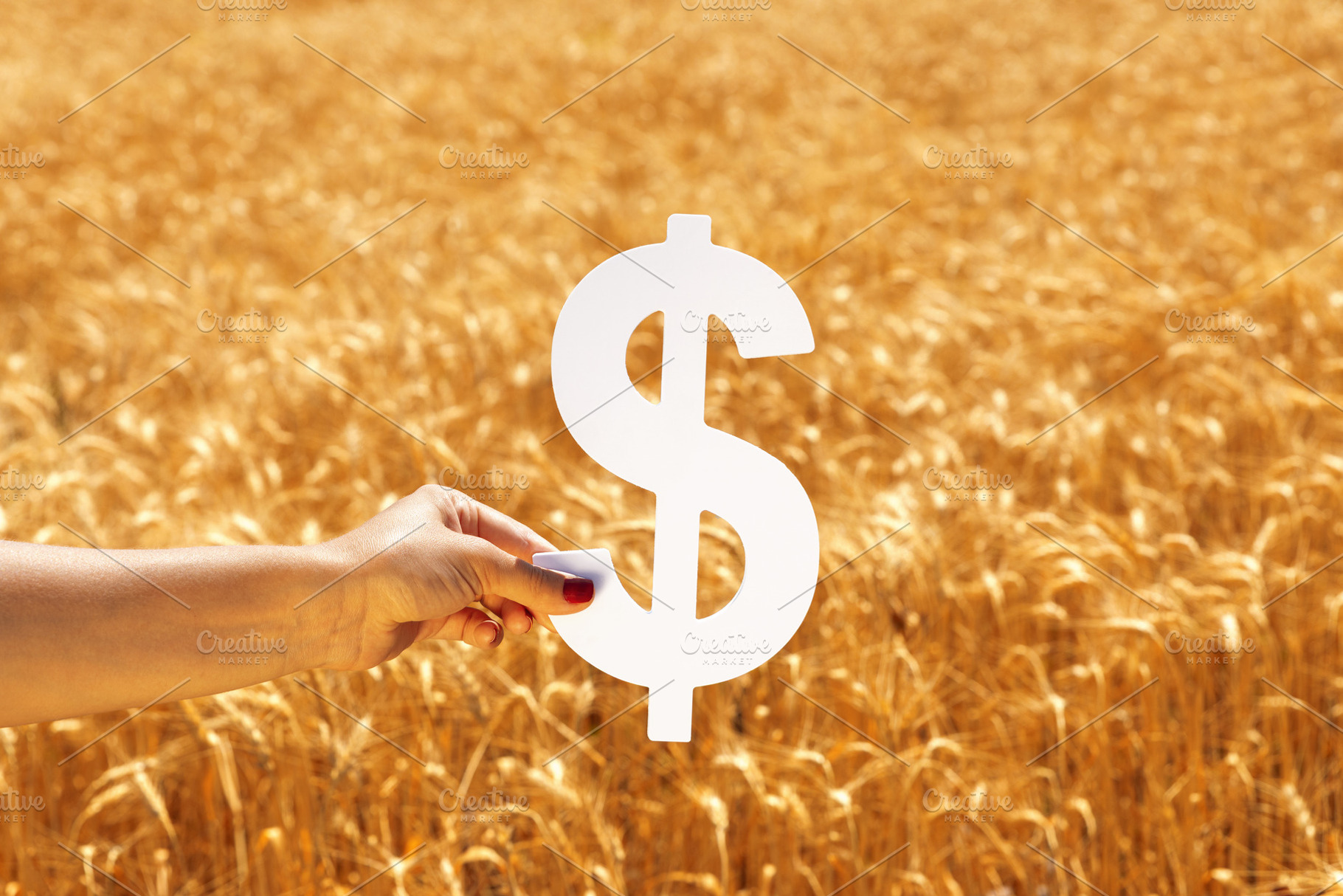 Female hand holding a large white dollar sign over a golden whea, a Business Photo by Ales Munt