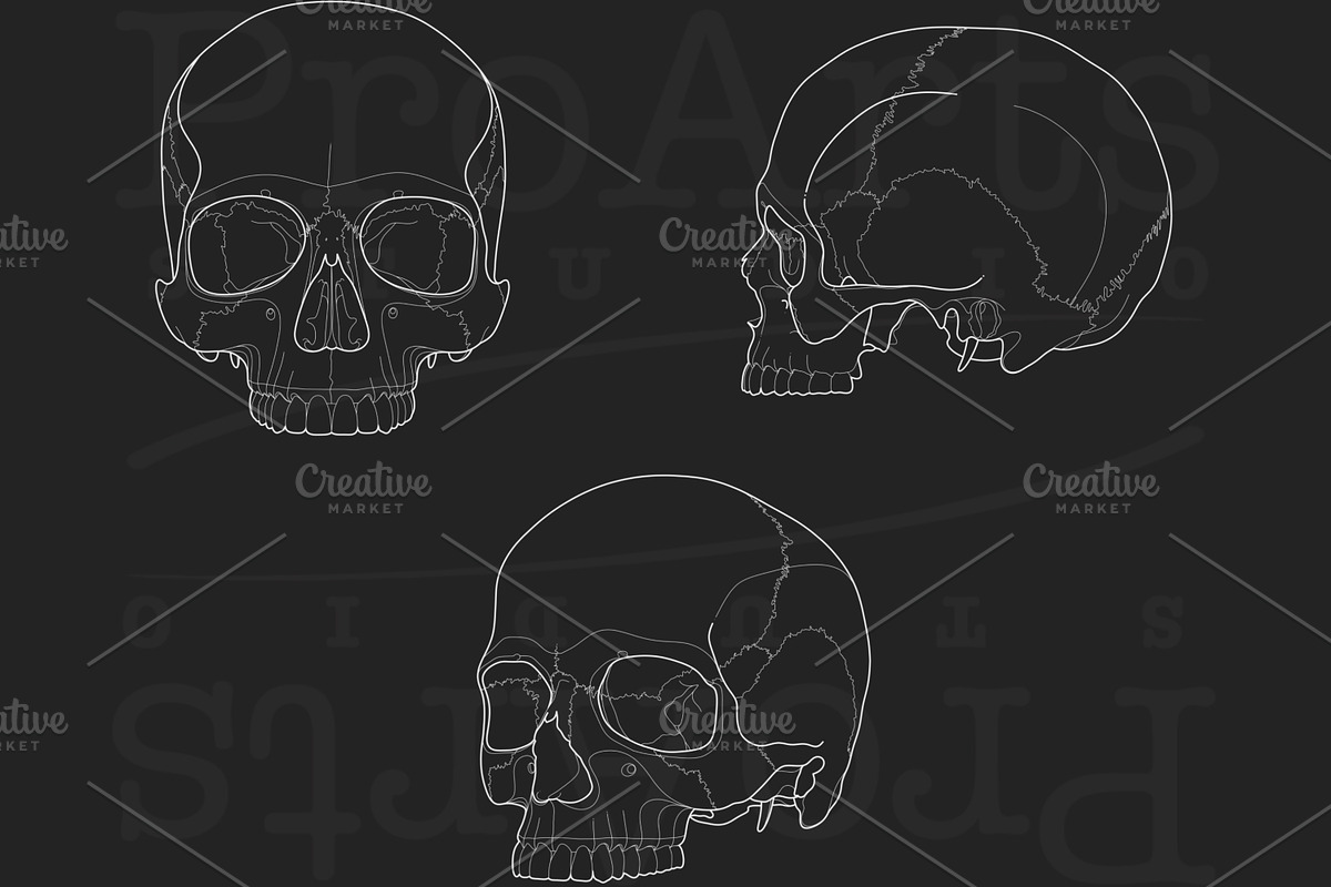 Human Skull Brush Stamp Set, a Brush Add-On by Lucrumplus (Photo 3 of 4)