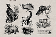 Vintage Bundle 2500+ Free Update, an Animal Illustration by Retro Machine (Thumbnail 165 of 170)