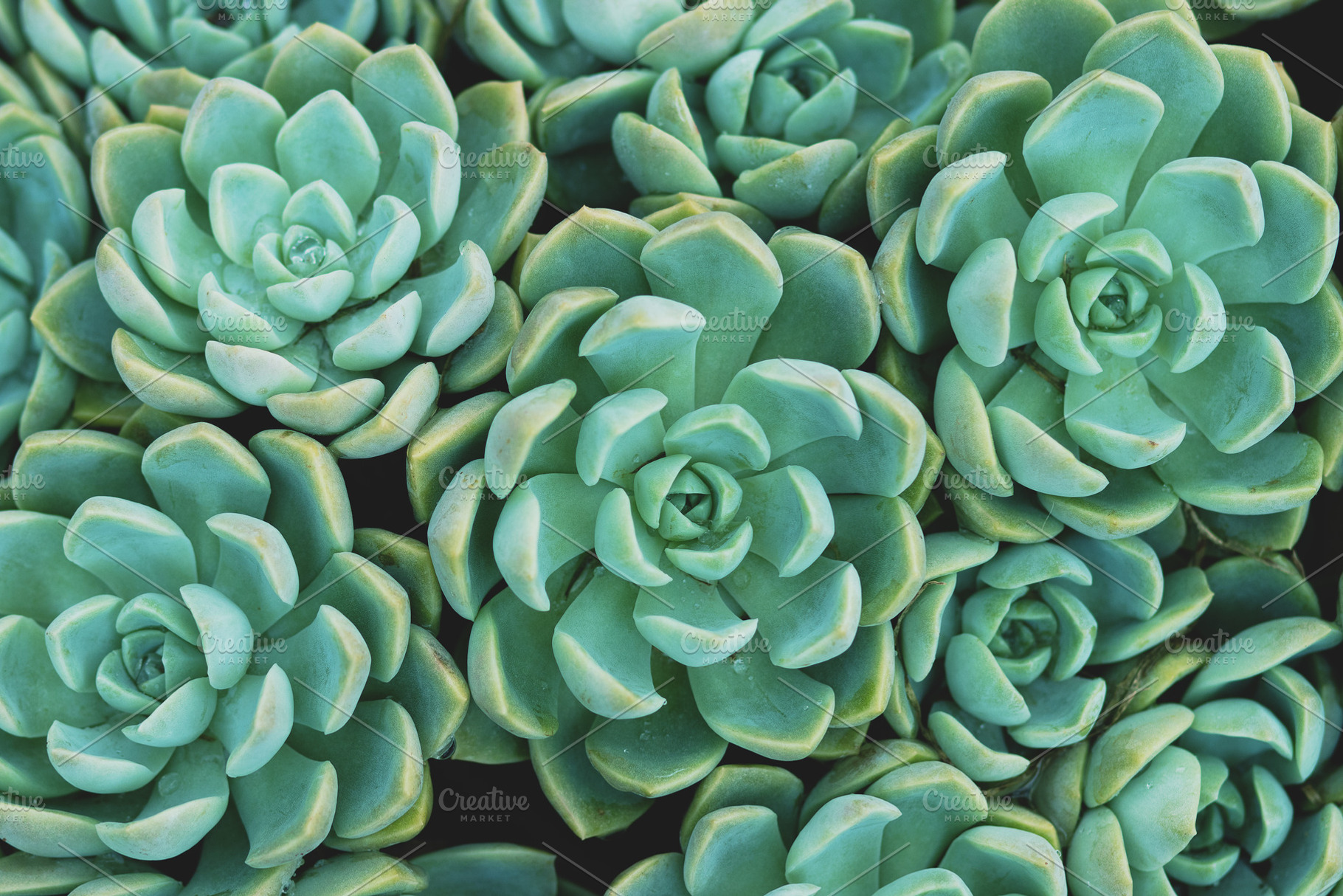 Pastel Echeveria Succulent Photo, a Nature Photo by René Jordaan Photography