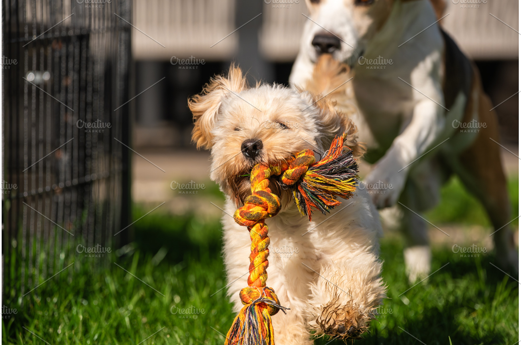 Excited Maltipoo Puppy Carrying Rope, an Animal Photo by MadPhotos