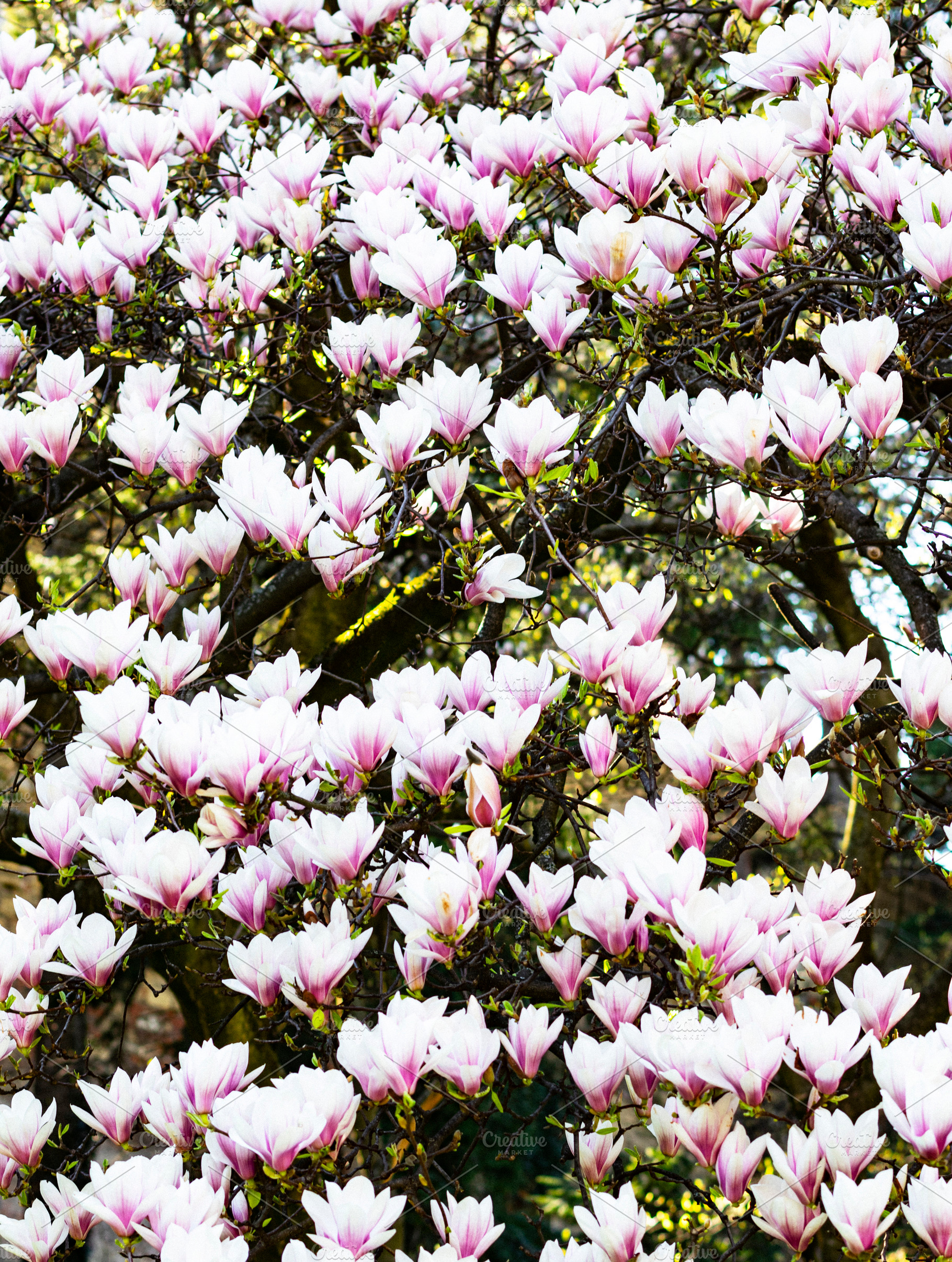 Beautiful Pink Magnolia Blossoms, a Nature Photo by zhekos